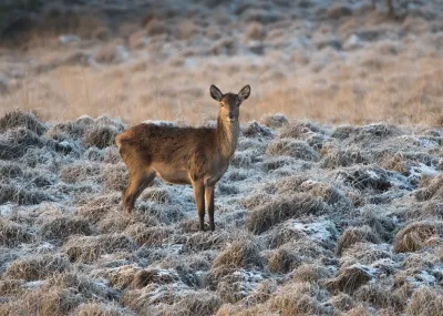 Kerst op de Veluwe, Nunspeet Veluwe Nederland