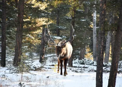 Winterbelevenis Canada op het gemak Rocky Mountains Canada
