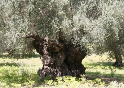 Mallorca Parel van de Balearen Mallorca Spanje