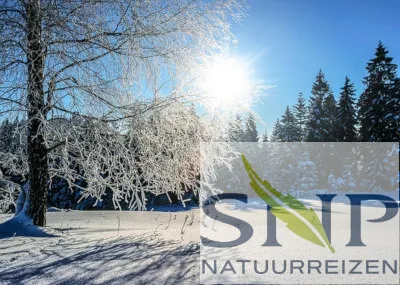 Wipptal Sneeuwschoenwandelen door ongerept terrein en winterse bossen Tirol Oostenrijk