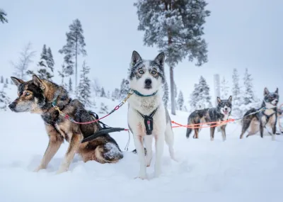 8 daagse excursiereis Arctic wonders of Ruka Lapland Finland