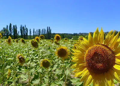 Fietsvakantie Provence en de Luberon Provence Alpes Côte D'azur Frankrijk
